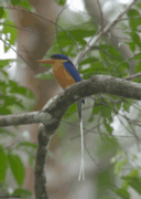 Buff-breasted Paradise-kingfisher